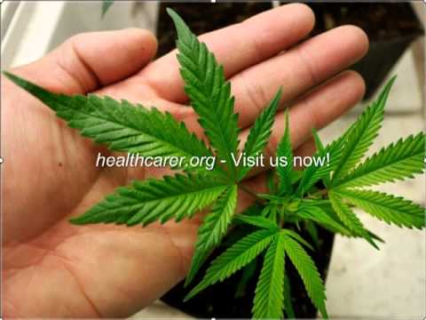 Legalizing of Marijuana Raises Health Concerns Legalizing of Marijuana Raises Health Concerns