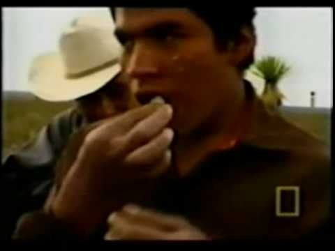 Taboo - Drugs - San Pedro, Ecstasy, Peyote Pt 5/5 Taboo - Drugs - San Pedro, Ecstasy, Peyote Pt 5/5