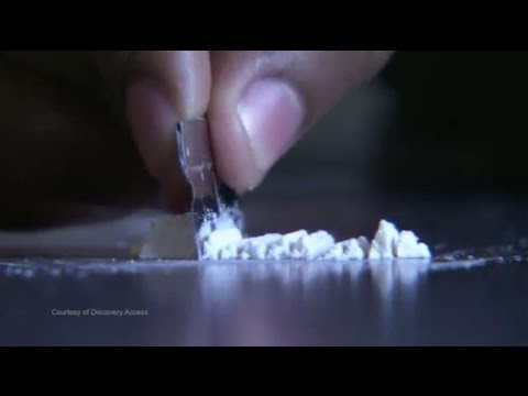 Does Cocaine Cause Your Brain to Eat Itself? | Dnews Does Cocaine Cause Your Brain to Eat Itself? | Dnews