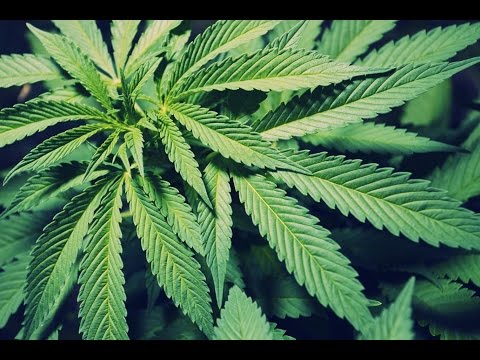 Overdosing on Weed & Marijuana Addiction